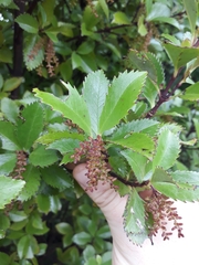 Ascarina lucida lucida