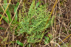 Artemisia japonica