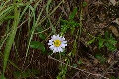 Aster arenarius