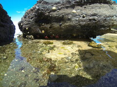 Austrocochlea porcata