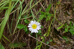 Aster arenarius