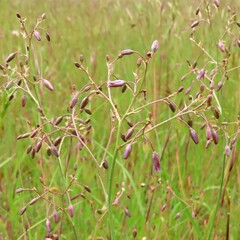 Dianella amoena