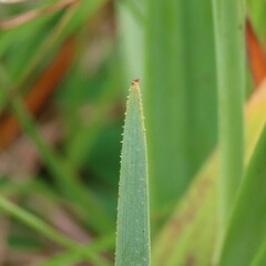 Dianella amoena