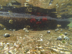 Austrocochlea porcata