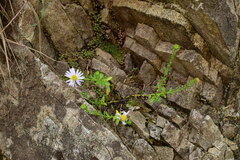 Aster arenarius