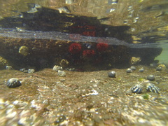 Pyura praeputialis