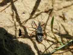 Rhynocoris annulatus