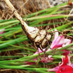 Gladiolus cardinalis