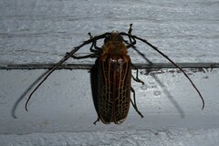 Prionoplus reticularis