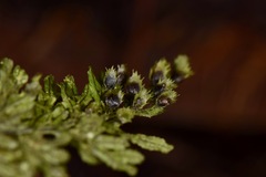 Hymenophyllales