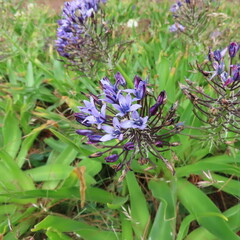 Scilla peruviana