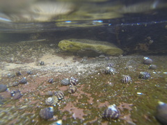 Austrocochlea porcata