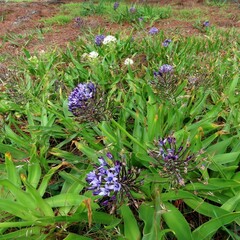 Scilla peruviana