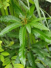 Mangifera