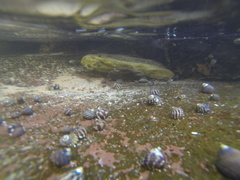 Austrocochlea porcata