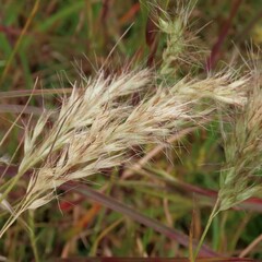 Rytidosperma caespitosum