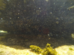 Austrocochlea porcata