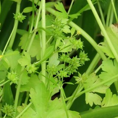 Ranunculus muricatus