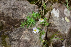 Aster arenarius