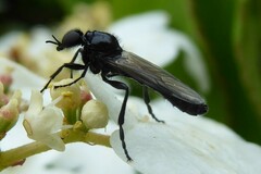 Dilophus nigrostigma