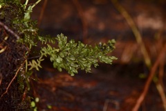 Hymenophyllales
