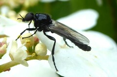 Dilophus nigrostigma