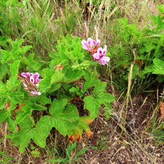 Pelargonium panduriforme