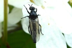 Dilophus nigrostigma