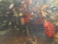 Actinia tenebrosa