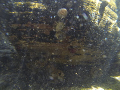 Cellana tramoserica