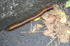 Thyropygus allevatus