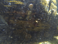 Austrocochlea porcata