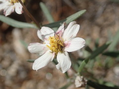 Melampodium leucanthum