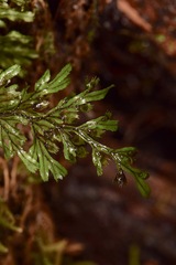 Hymenophyllales