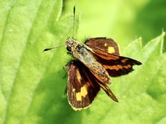 Ocybadistes walkeri sothis