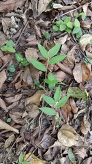 Oplismenus compositus