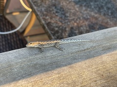 Lygodactylus chobiensis