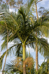 Arecaceae