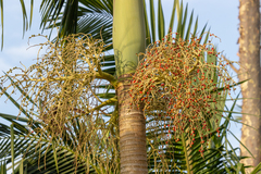 Arecaceae