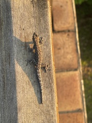 Lygodactylus chobiensis