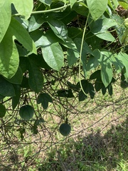 Passiflora setacea