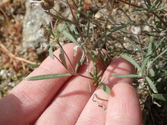 Melampodium leucanthum