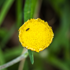 Leptorhynchos squamatus