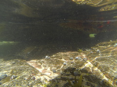 Austrocochlea porcata