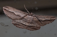 Euphronarcha luxaria