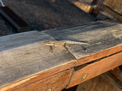 Lygodactylus chobiensis