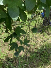 Passiflora setacea