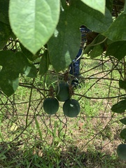 Passiflora setacea