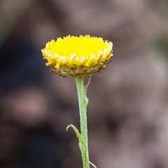 Leptorhynchos squamatus
