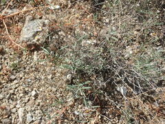 Melampodium leucanthum